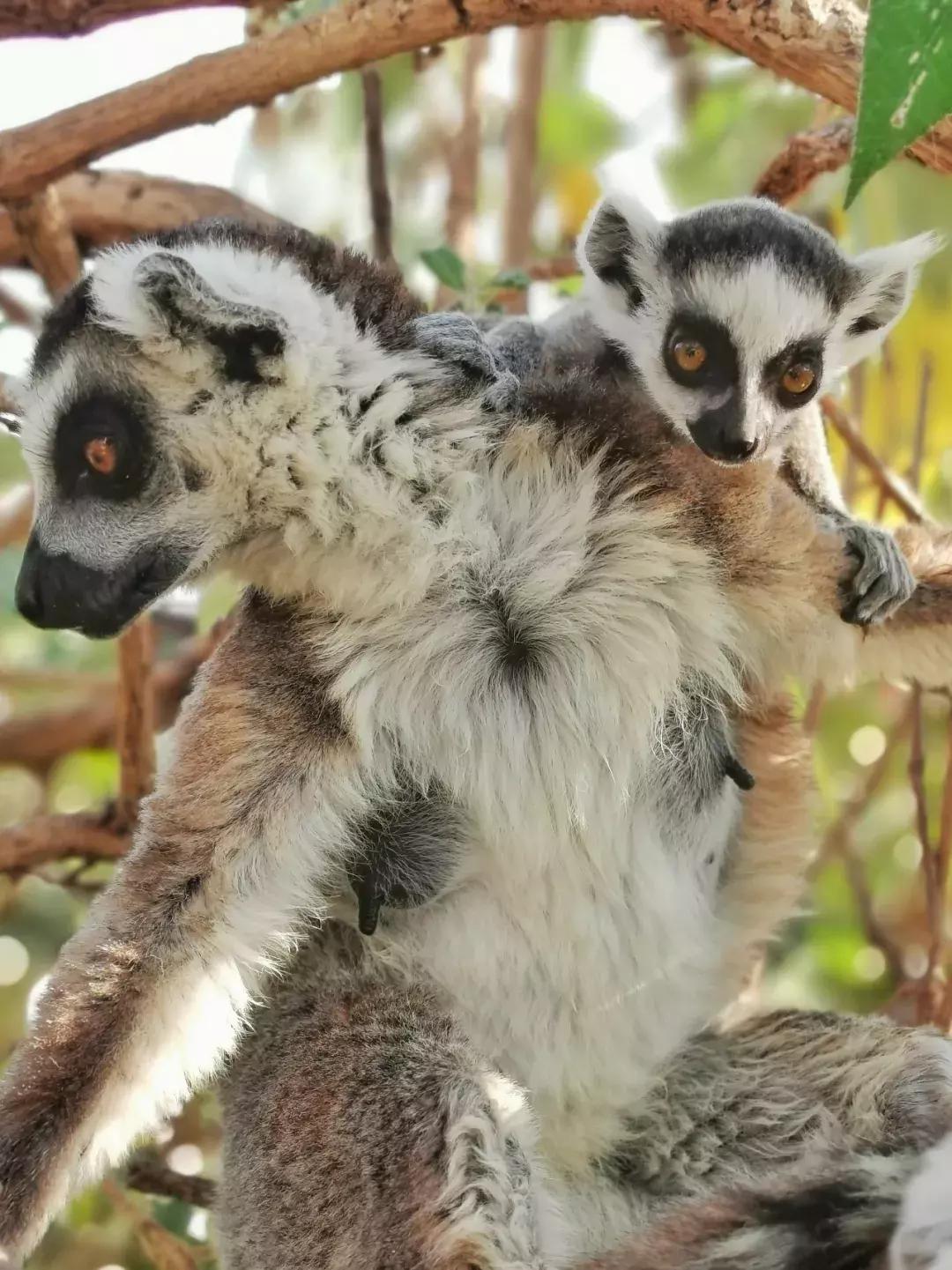 华为p30的镜头模组叫什么,华为p30镜头是蓝宝石的吗