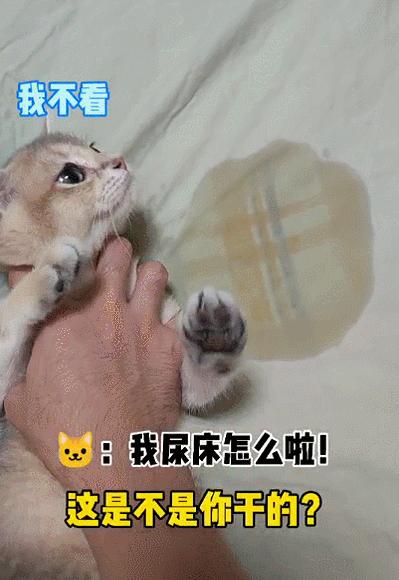 抖音特别能尿床的猫,猫咪尿床发抖音
