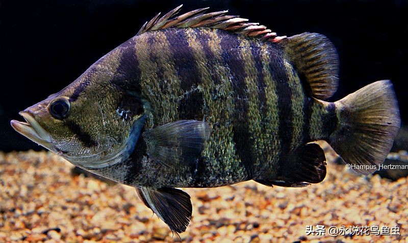 稀有虎鱼孟加拉银虎鱼，虎鱼的种类，科普孟加拉银虎