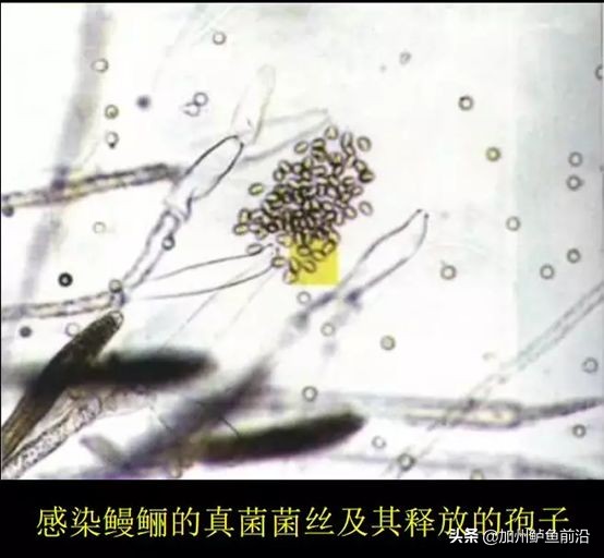 水霉病总是治不好？弄懂发病机理和特性，18条措施助你有备无患