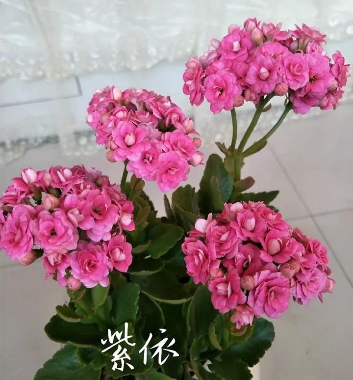 长寿花，寓意好、开花漂亮，花期长，品种多达300个