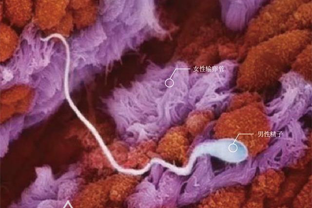胎儿的生命历程,胎儿发育全程高清拍摄