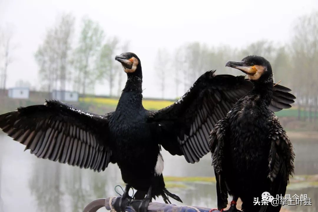 叶县这位姑娘火了！靠网络直播捕鱼，成功吸粉200多万！