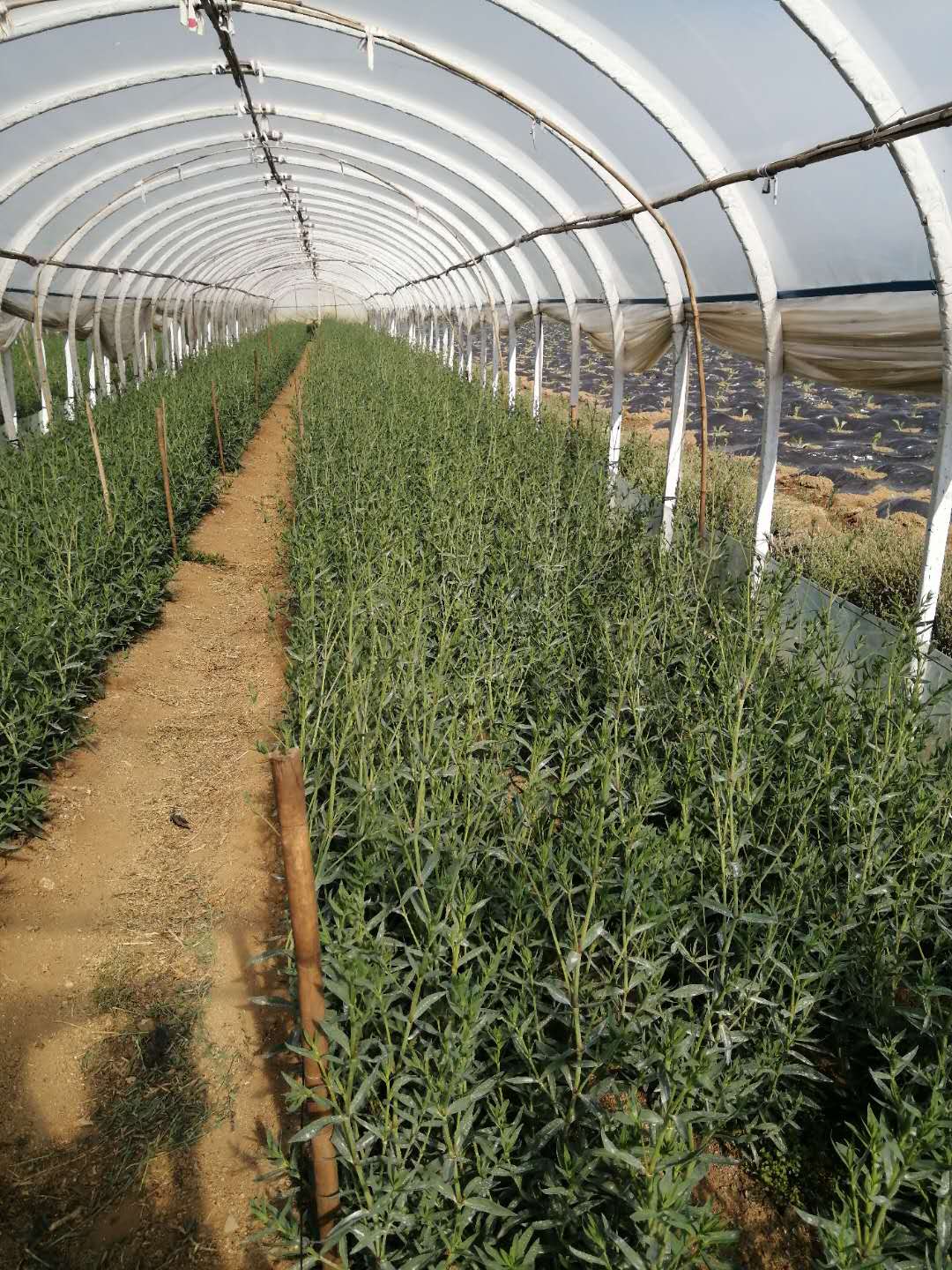 满天星烂苗是怎么回事,满天星白斑病