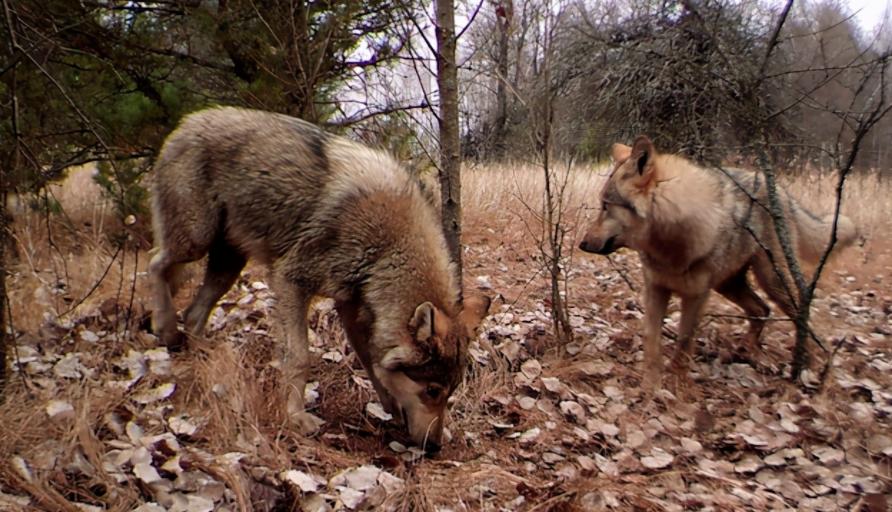 日本福岛鱼检测核辐射,日本福岛海鱼核辐射超标13倍