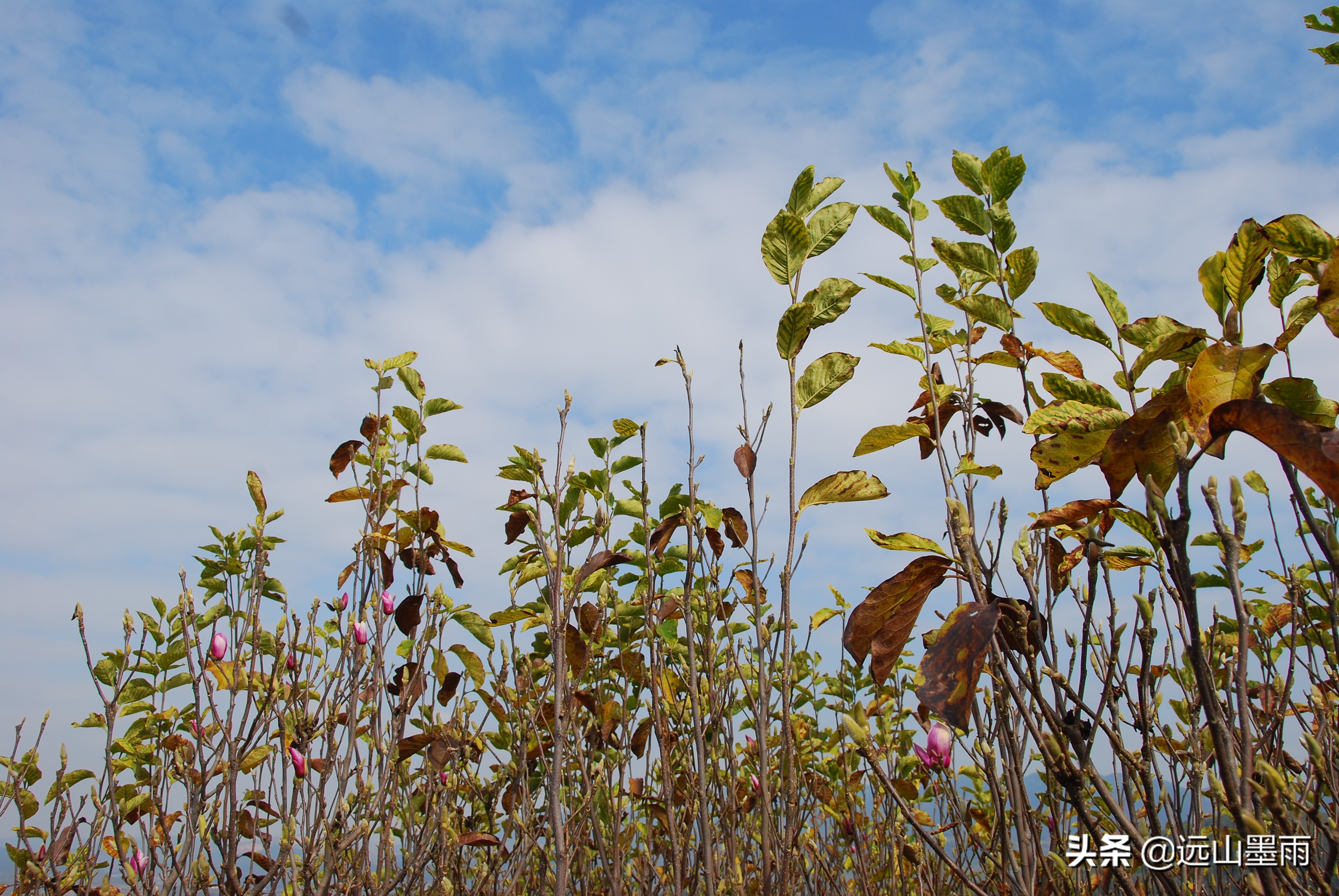 生活中的天然植物染料,生活中的扎染的染料