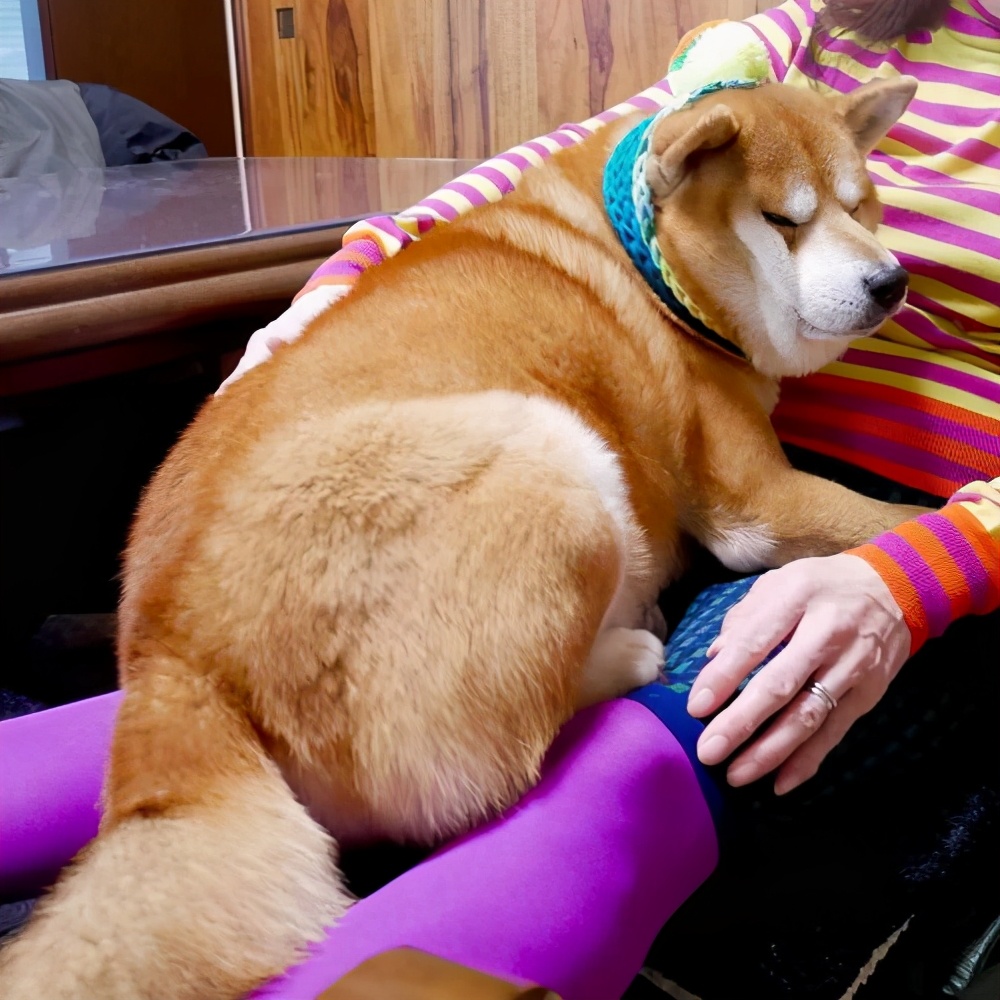 狗狗挑食只需一招,狗狗挑食不吃狗粮饿到极致