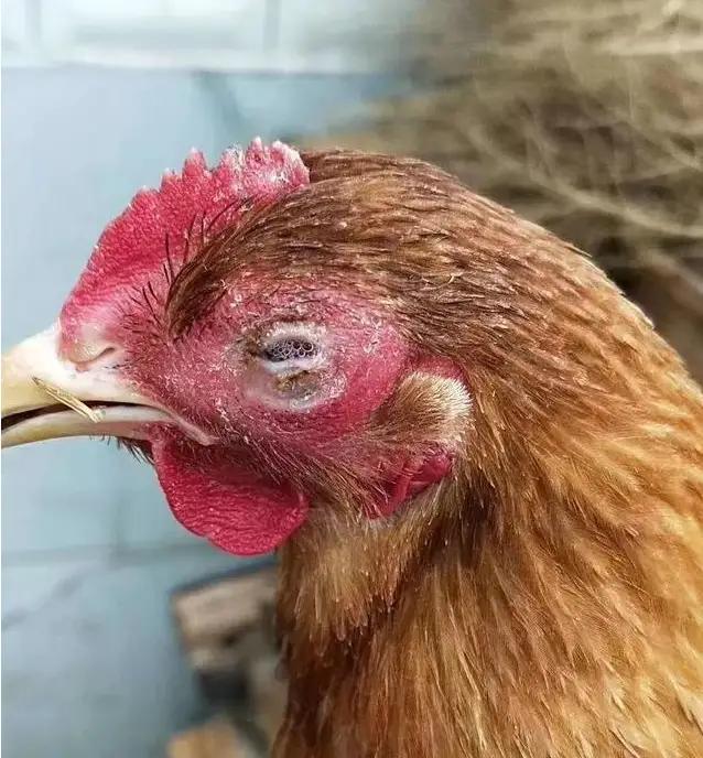 鸡肿头肿脸肿怎么回事,鸡肿头肿脸张口呼吸