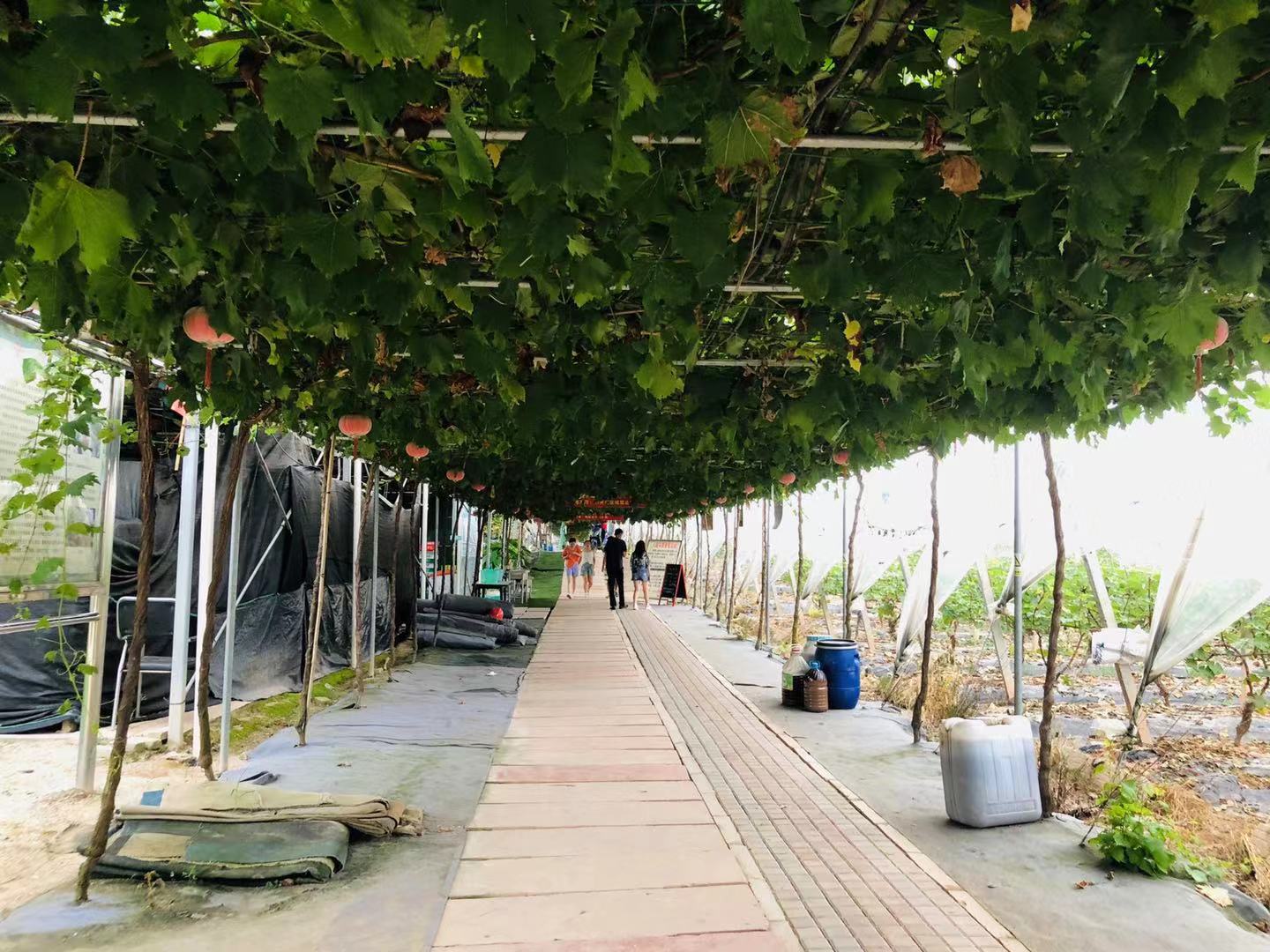 深圳石岩农场生态园攻略,深圳市石岩大树生态农场位置