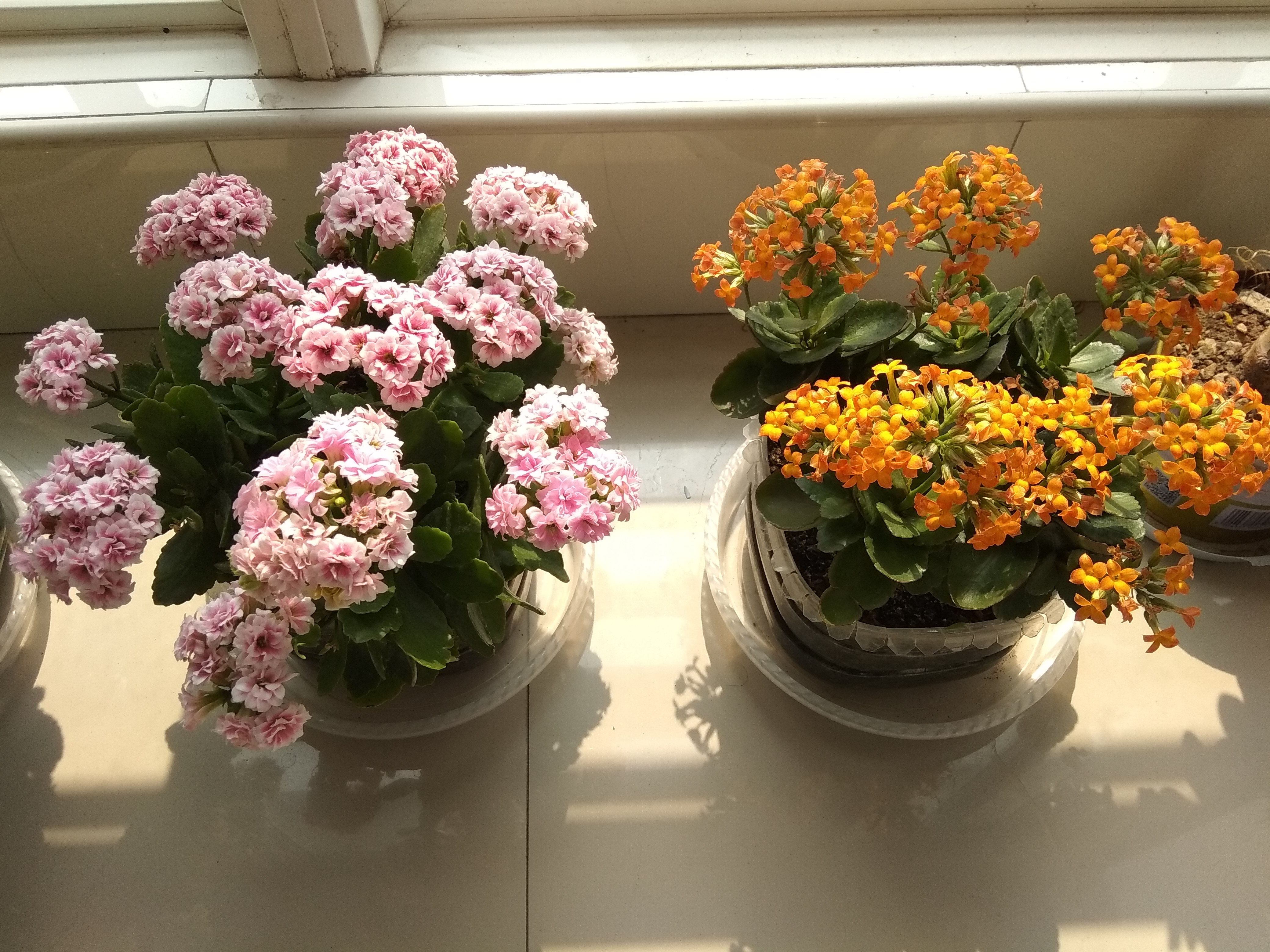 5月份刚上盆的阳台多肉怎么养护,多肉植物夏季养护问题讲解