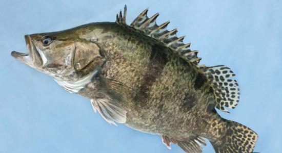 涡河里都有什么鱼,淮河里最大的鱼有哪些