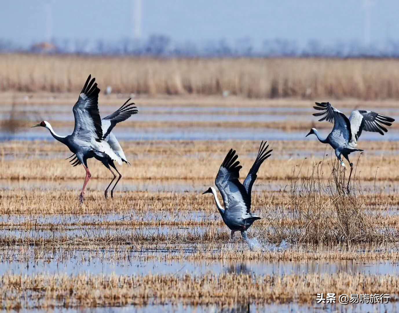天津周边踏春好地方,天津一日游踏春路线