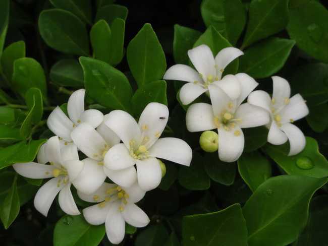 九里香养殖方法养几年才能开花呢,九里香盆景的养殖方法和注意事项