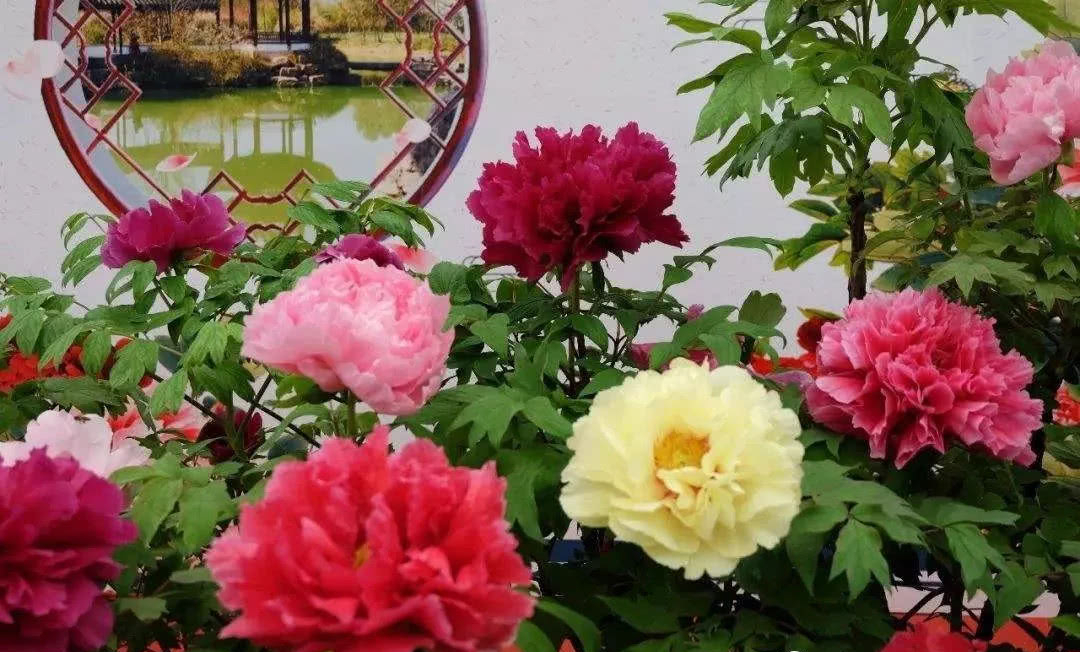 十月适合养什么花,十月现在季节养什么花不怕冷