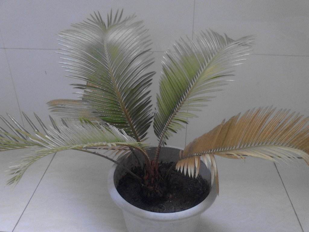 移栽的铁树为何叶子变黄了,铁树叶子变黄怎么办