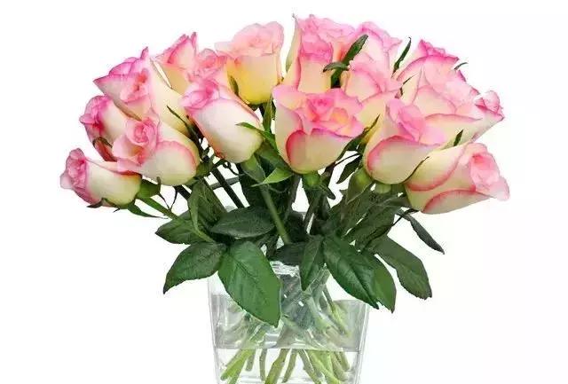 100种玫瑰的名字和图片,100种玫瑰品种科普你都认识吗