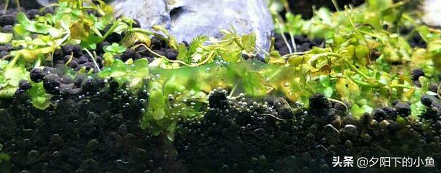水草缸里有黑藻怎么办,水草缸有霉味道该怎么办