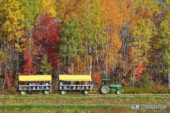 蔓越莓小知识,蔓越莓的秘密