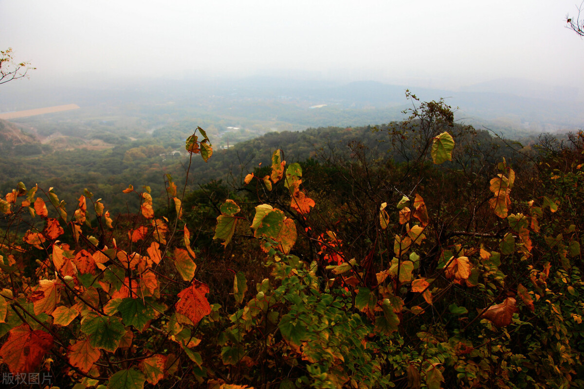 苏大强江苏版图,苏大强在南京的发展