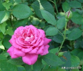 适合孕妇的室内绿植,家里有孕妇房间适合养什么植物