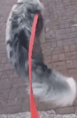 边牧出来遛太兴奋,边牧出去玩的视频