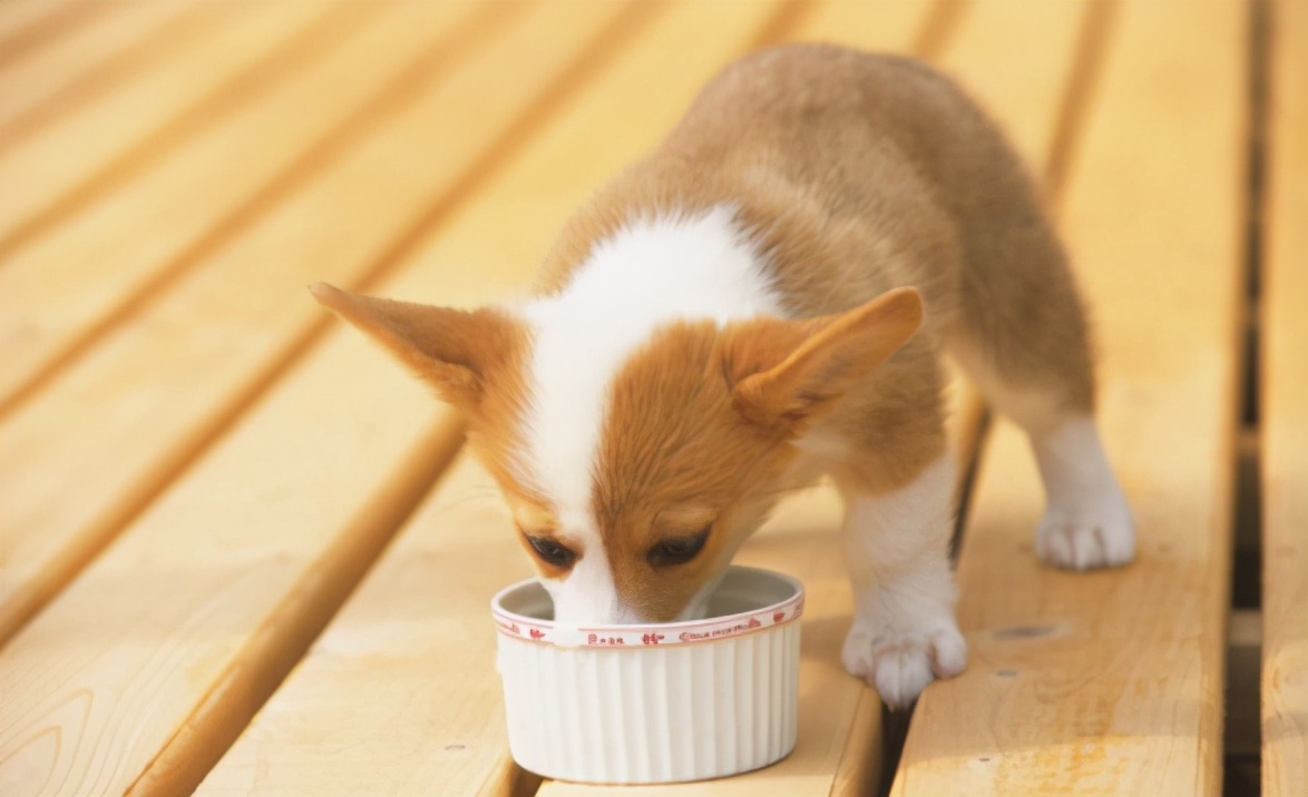 柯基宝宝太调皮被狗妈妈教训,柯基幼犬多大就度过危险期了