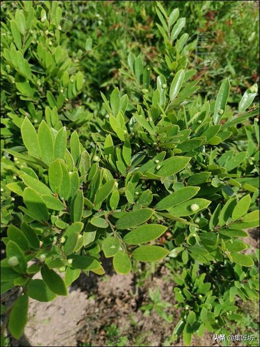 中华蚊母树桩盆景怎么养,盆景中华小叶蚊母怎样养护