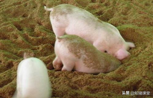 葡萄糖在养猪中的功效与作用,猪场用的葡萄糖是人用的吗