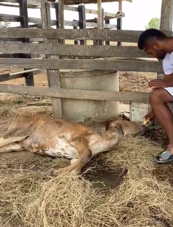 哥伦比亚球星哭诉自家母牛被吸毒年轻人侵犯整夜虐待判若两牛