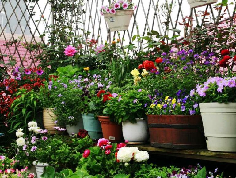 我家的江南风光，小小碗莲，自在清香淡雅，真的好看极了