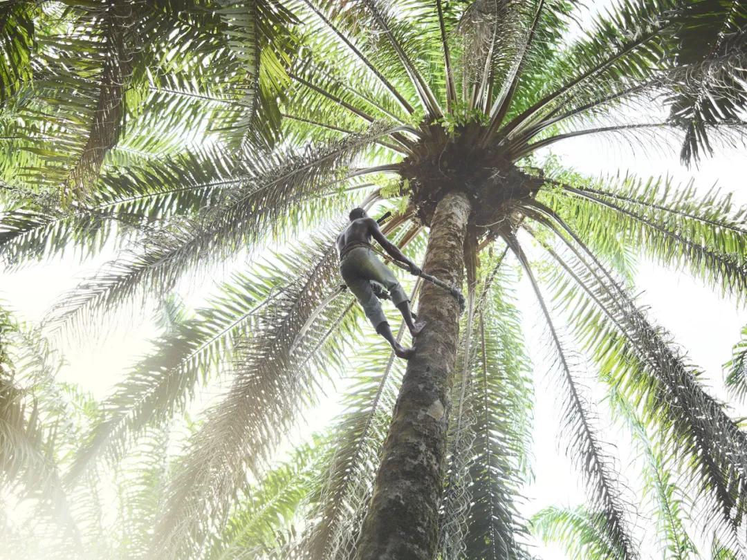 驻外两年，我在非洲买了块地，却不想再回去了