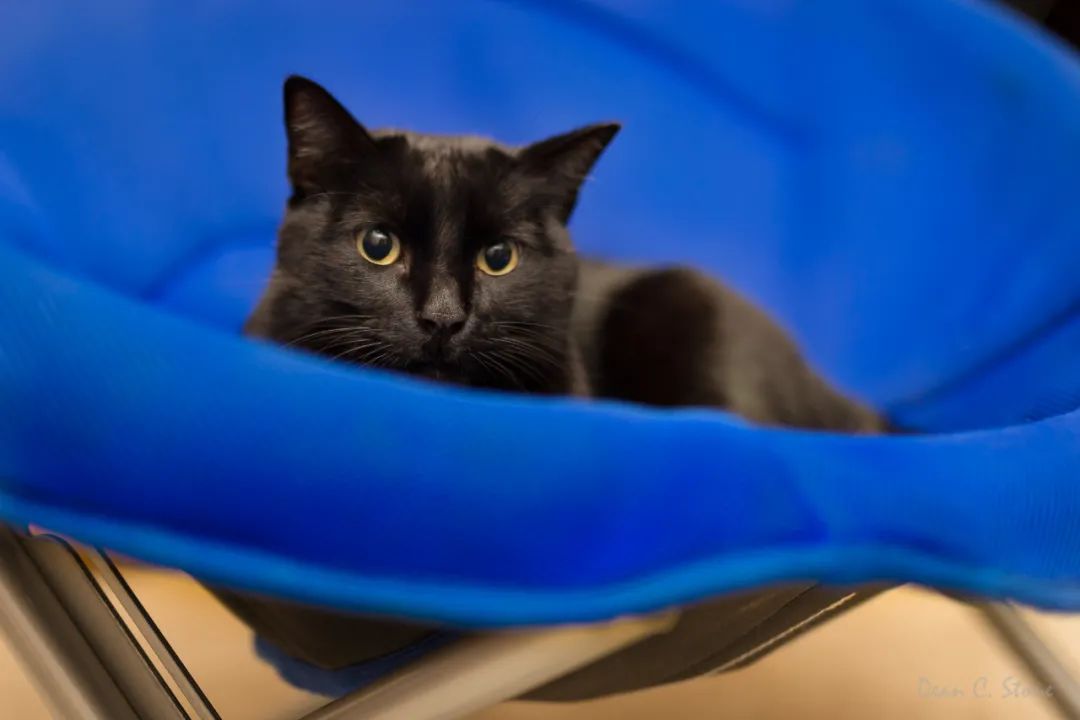 猫咪里面最温顺的是什么猫,什么猫咪是世界上最最温柔的猫咪