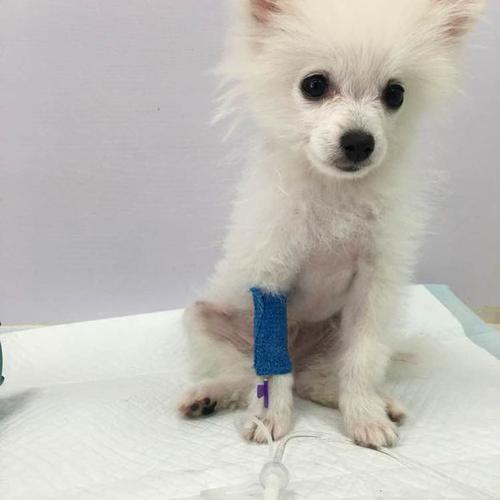 如何挑选一只健康的博美犬,买博美犬怎么挑选不选到串