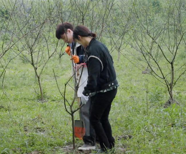 张子枫杨紫张艺兴,张子枫和杨紫综艺节目