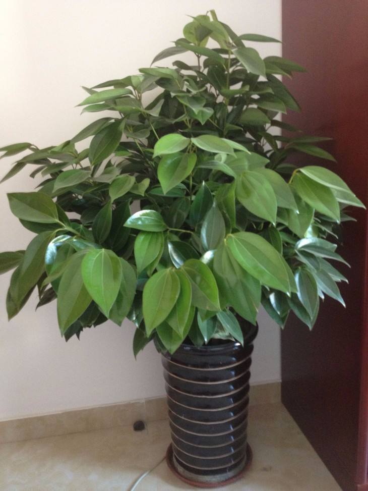 适合客厅养的十种花,客厅最好养的10种花排名