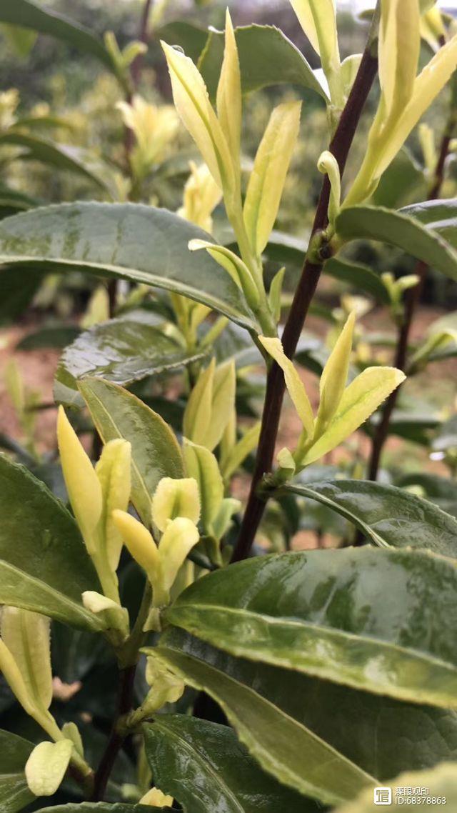 天目湖白茶大师之作,品一杯洪雅明前茶