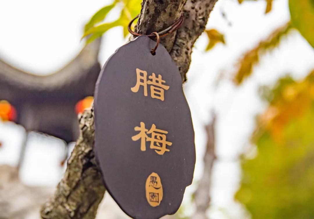 南京腊梅最佳观赏时间,南京赏梅花景点推荐