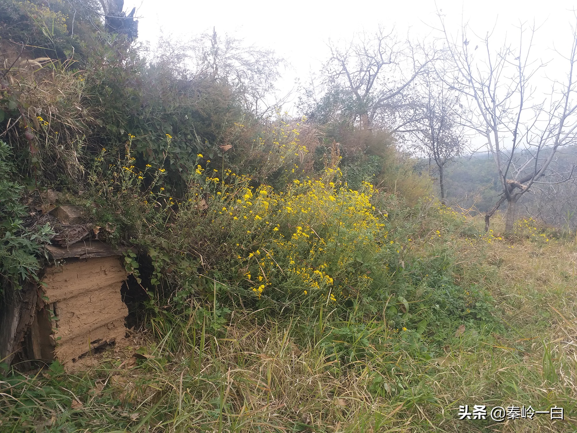 你们有没有接到过一个电话，小女孩自称是祖传卖蜂蜜的？