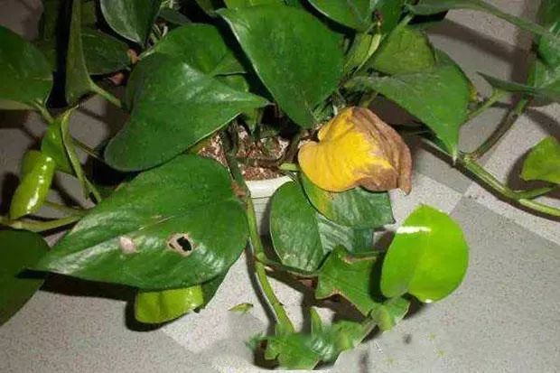 扦插的绿萝为什么黄叶烂根,水培绿萝出现黄叶烂叶问题