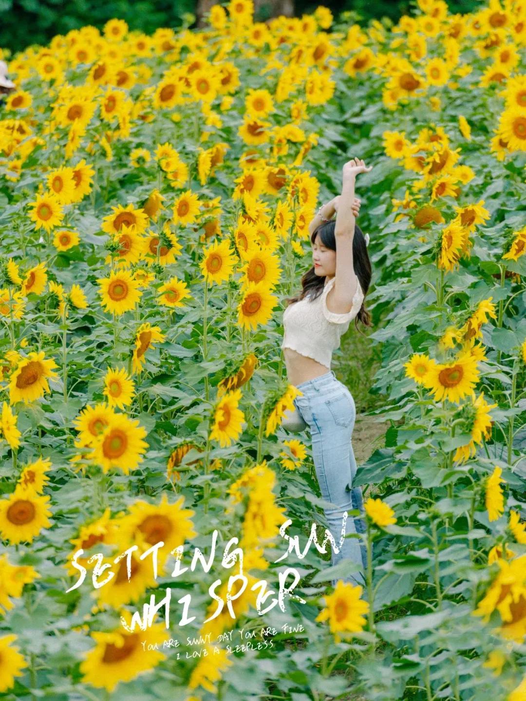 向日葵花海景点成都双流,双流周边向日葵景区在哪里