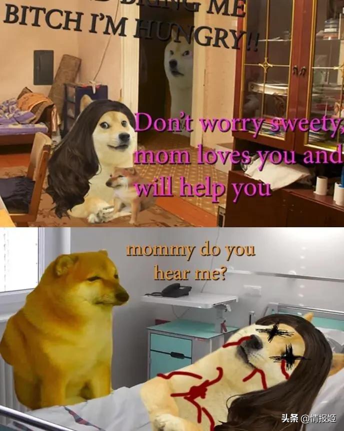 被做成表情包的柴犬doge,doge柴犬表情包万恶之源