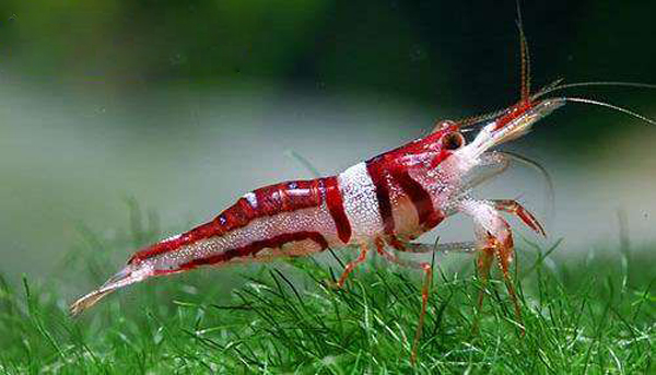 天空蓝魔、黄金巨手、血钻......养个虾整个人都中二了