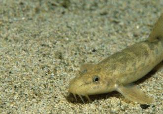 泥鳅价格为什么下跌,泥鳅市场行情如何