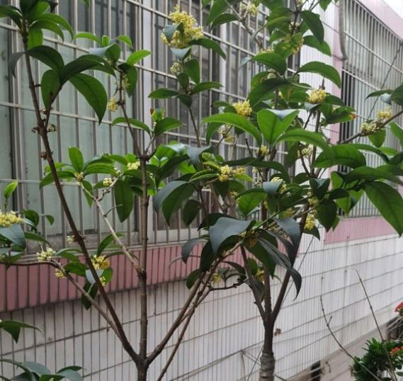 日香桂一年四季的养护教程,四季桂和日香桂哪个开花更勤