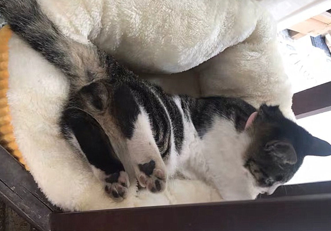 辟谣猫咪真的没有九条命,辟谣猫咪的六个谣言