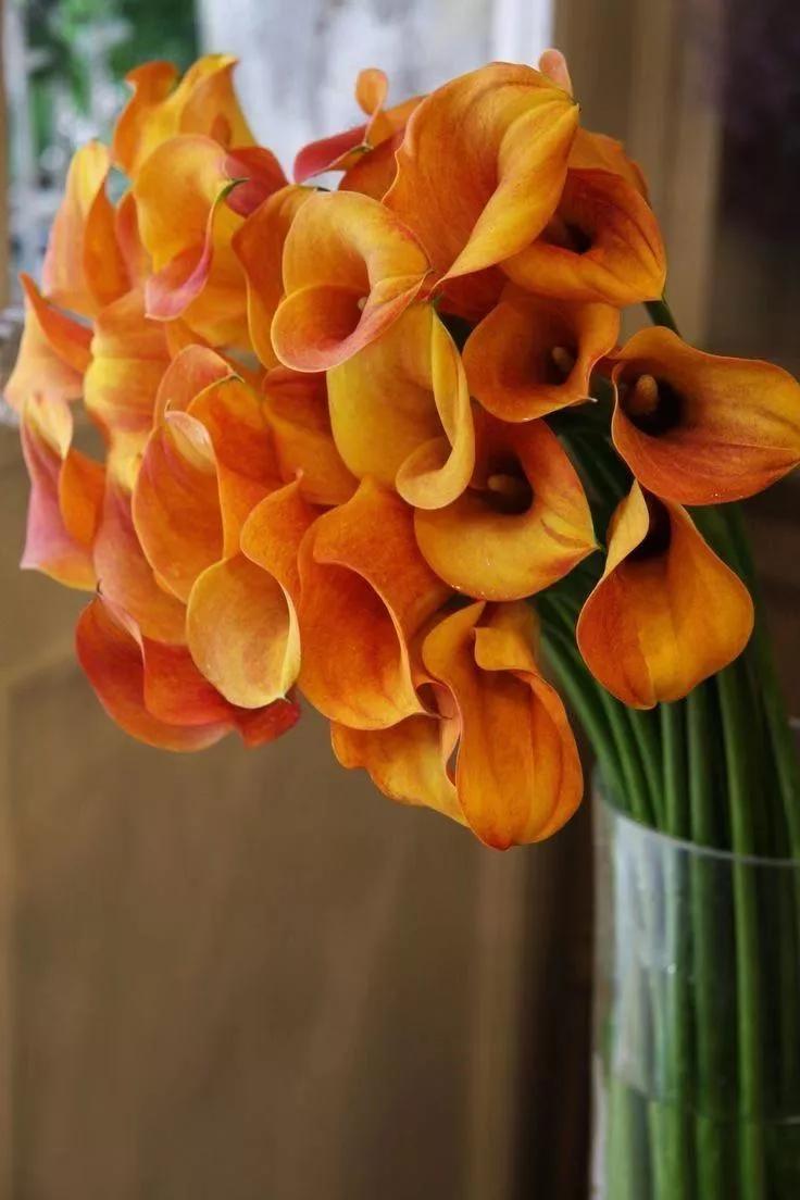 纯小白买花攻略,小白买股实操