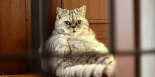 绝育后的猫为什么会变胖?怎么给猫咪减肥?