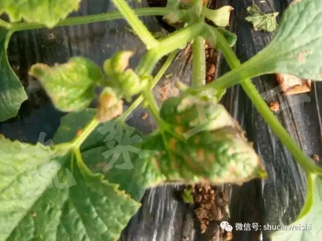 天气转凉的安全常识,强降温会引起药害吗