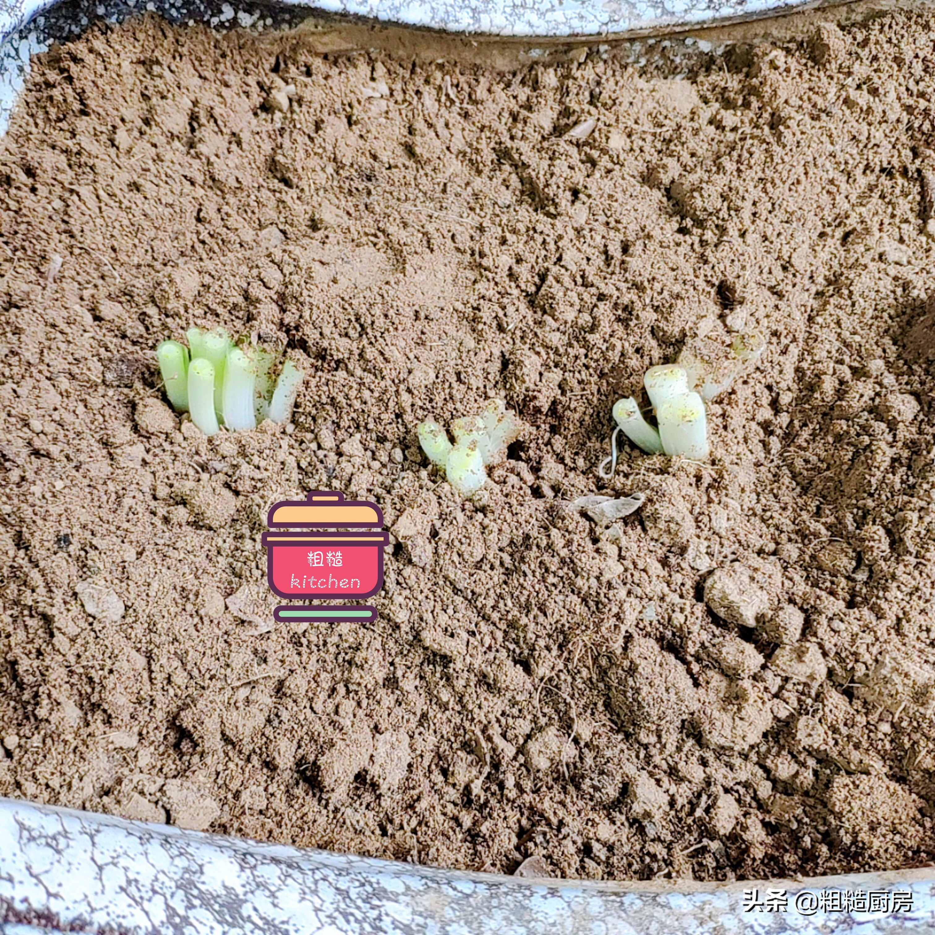 家里怎么一年四季种植小葱,一年四季在家都能吃上小葱自己种