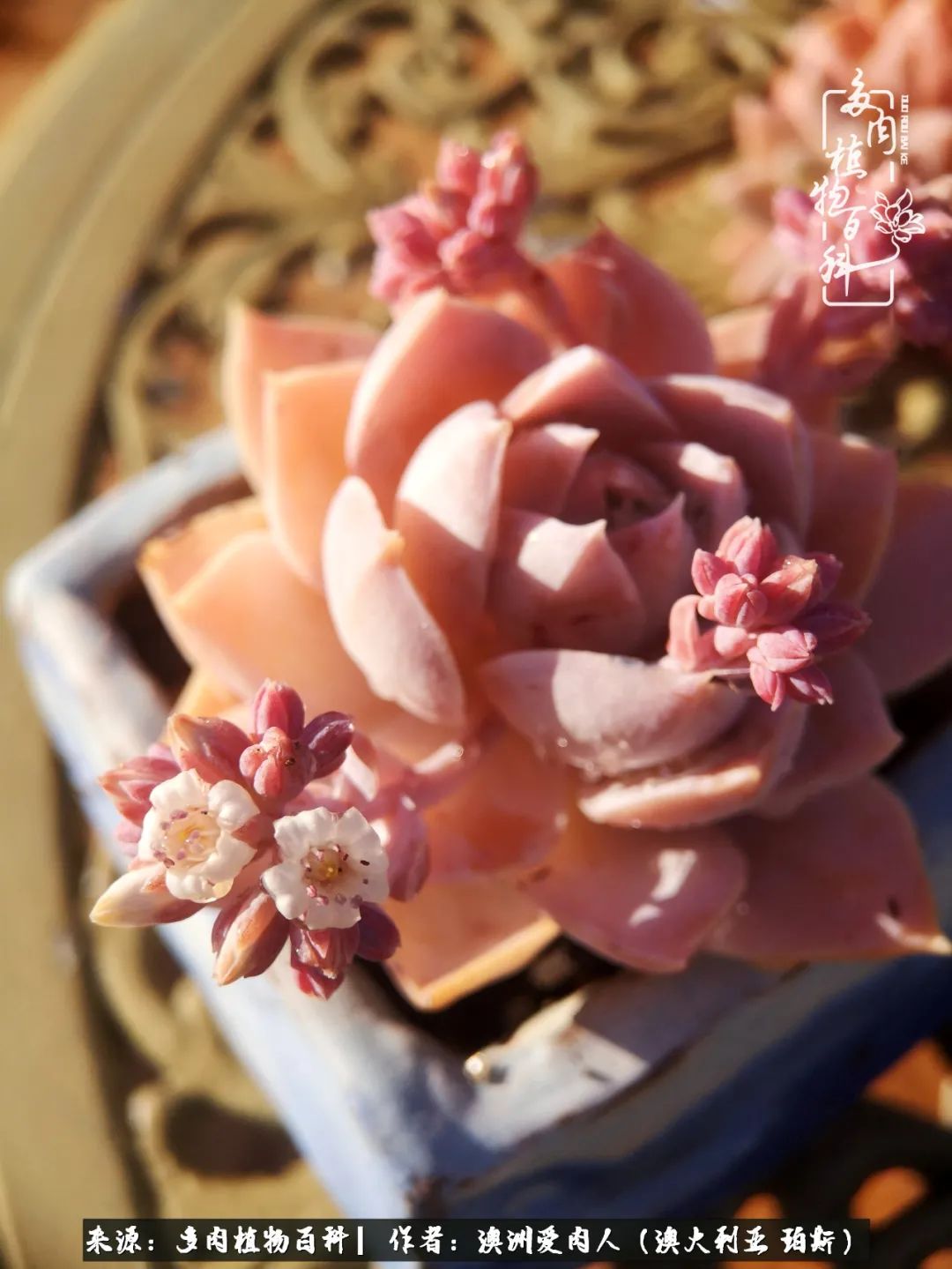 采蘑菇的小姑娘，“转行”来把多肉养